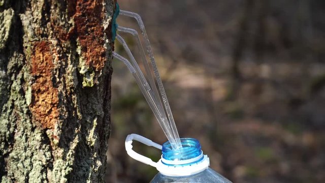 Extraction of birch tree sap. Early spring. 4k.