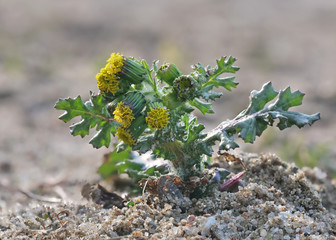 Unkraut auf Sandboden: gewöhnliches Geiskraut mit gelben Blüten