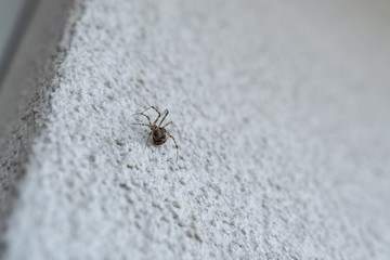 Spinne an der Fassade