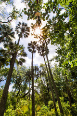 Juniper Springs, Florida