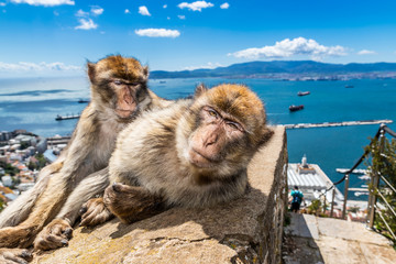Barbary macaques of Gibraltar  - obrazy, fototapety, plakaty