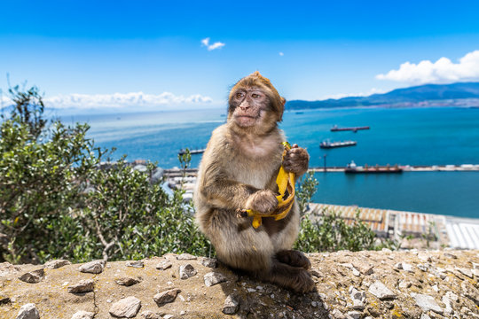 Barbary macaques of Gibraltar 