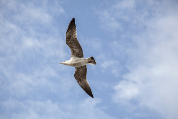 Flying seagull
