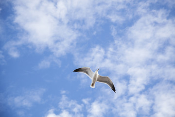 Flying seagull