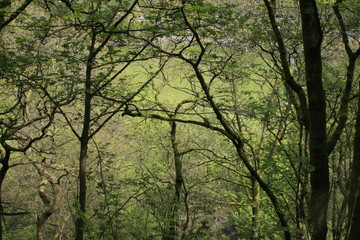 Naklejka premium Hardcastle Crags, Yorkshire, England