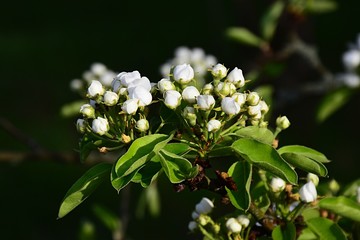 Cluster of white flower buds of decorative fruit tree on dark background