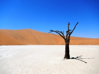 Dead Tree Namibia