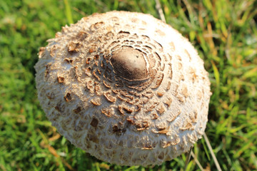 Parasol Mushroom