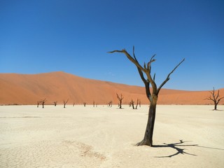 Namibia dead trees