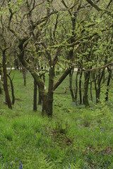 Hardcastle Crags, Yorkshire, England