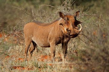 A large male warthog (Phacochoerus africanus) in natural habitat, South Africa.