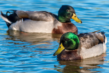 Mallard Ducks