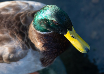 Unusual close from the top of a wild duck 