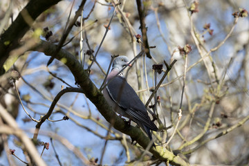 Einzelne Ringeltaube auf einem Ast im Baum