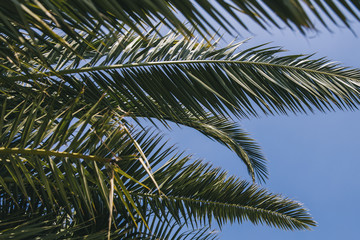 Fototapeta premium Detail of the palm branches