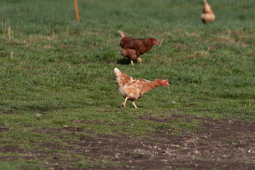 Hühner in der Freilandhaltung auf einer grünen Wiese im Sonnenschein