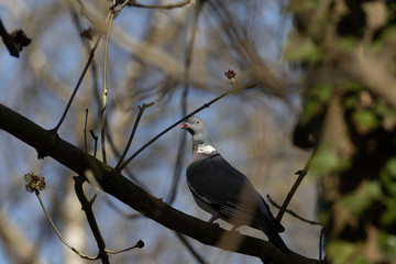 Einzelne Ringeltaube auf einem Ast im Baum