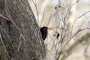 Männliche Amsel guckt aus einem Loch in einemn alten Baumstamm im Frühling