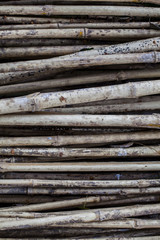 Bambu, canas fundo