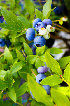 Beautiful ripe blueberry cluster on a bush grows in the garden on sunny day, close up, early breakfast, healthy food or diet concept