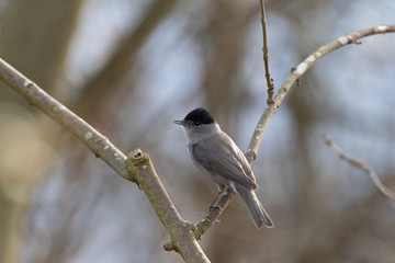 Männliche Mönchsgrasmücke auf einem Ast in einem Baum im Frühling