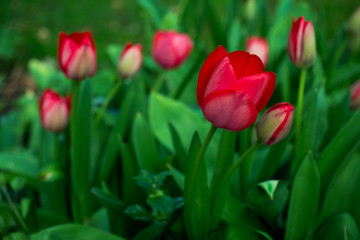 Garden of Tulips