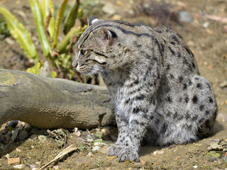 Naklejka na ściany i meble Fishing cat (Prionailurus viverrinus) sitting on ground seen from profile