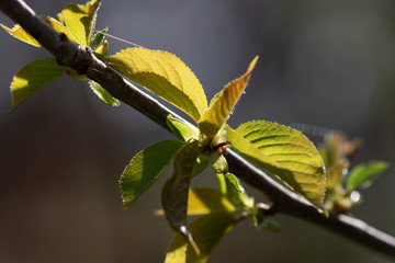 Junge Blätter an einem Obstbaum im Frühling am Morgen