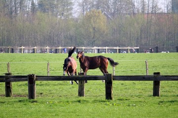 Perdekampf auf der Koppel