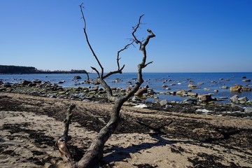 Spring landscape near Baltic Sea