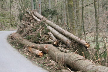 Holzindustrie - Verluste durch Sturmschäden