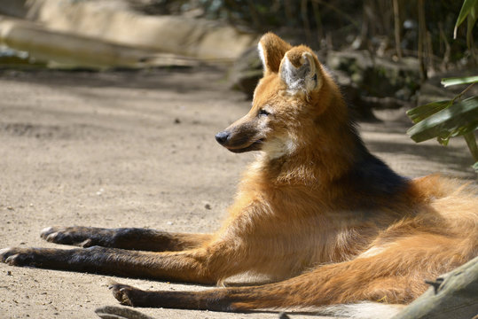 Maned Wolf (Chrysocyon brachyurus) lying on ground and seen from profile