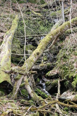 Rinnsal naturbelassen