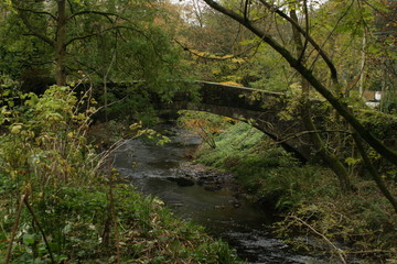 Walk in the Yorkshire Woods