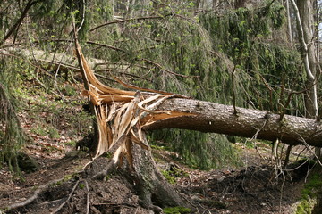 Sturmschaden - umgeknickte Fichte nach Sturm