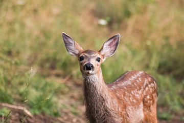 White-tailed deer fawn