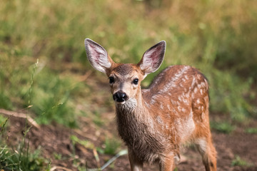 White-tailed deer fawn
