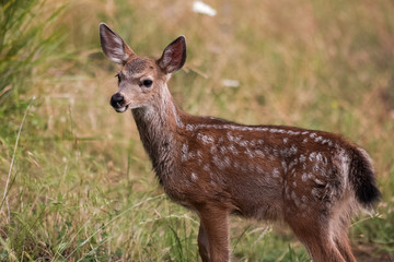 White-tailed deer fawn