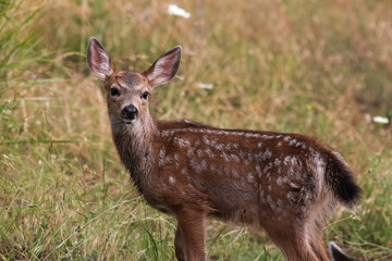 White-tailed deer fawn