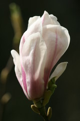 Magnolienblüte