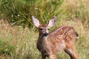 Fototapeta premium White-tailed deer fawn