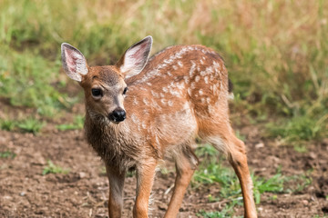 White-tailed deer fawn
