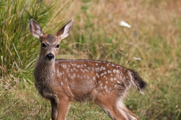 White-tailed deer fawn