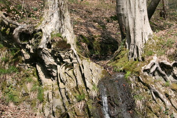 Fototapeta na wymiar kleiner Wasserfall zwischen zwei Bäumen