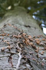 Vertrockneter Efeu an Fichtenstamm von unten