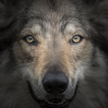 Face to face meeting with strong grey wolf staring head Canis lupus. Close up portrait of wolf head with gazing eyes. Creative detail photography of animal.