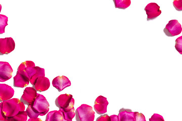 Pink rose petals on white background