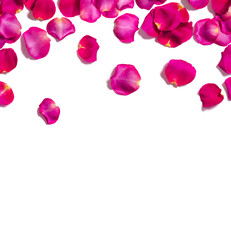 Romantic pink rose petals on white background