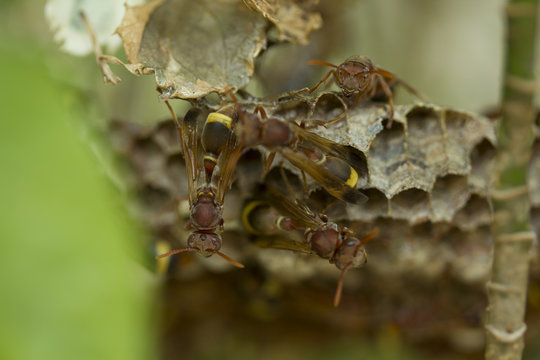 Group of wasp, hornets. 