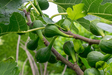 Green figs on the branch of a fig tree